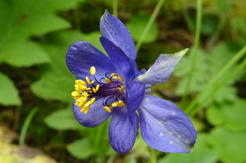 Aquilegia vulgaris no, pi probabilmente A. einseleana (Ranunculaceae)